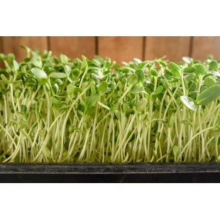 Formation en ligne sur les pousses de tournesol