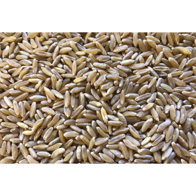 Blé Kamut bio à germer 5 kg