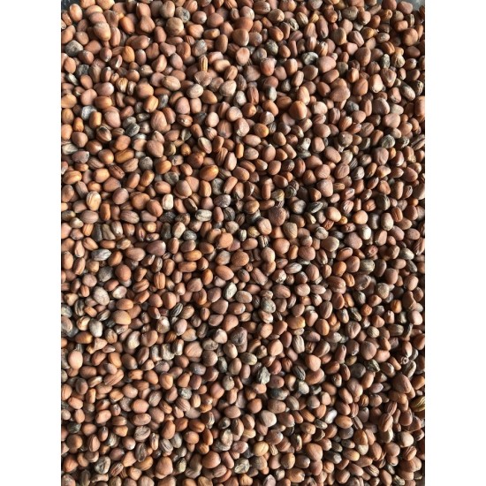 Chou rouge à germer 100g