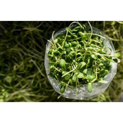 Tournesol bio 250g