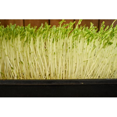 Pois mange-tout bio, sur terreau