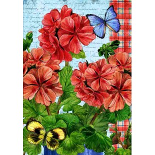 Geranium 